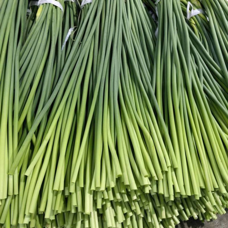 山东苍山精品蒜苔批发新鲜上市价格美丽对接全国