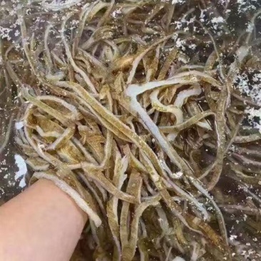 毛肚黑底板丝黑牛肚火锅冒菜串串底板