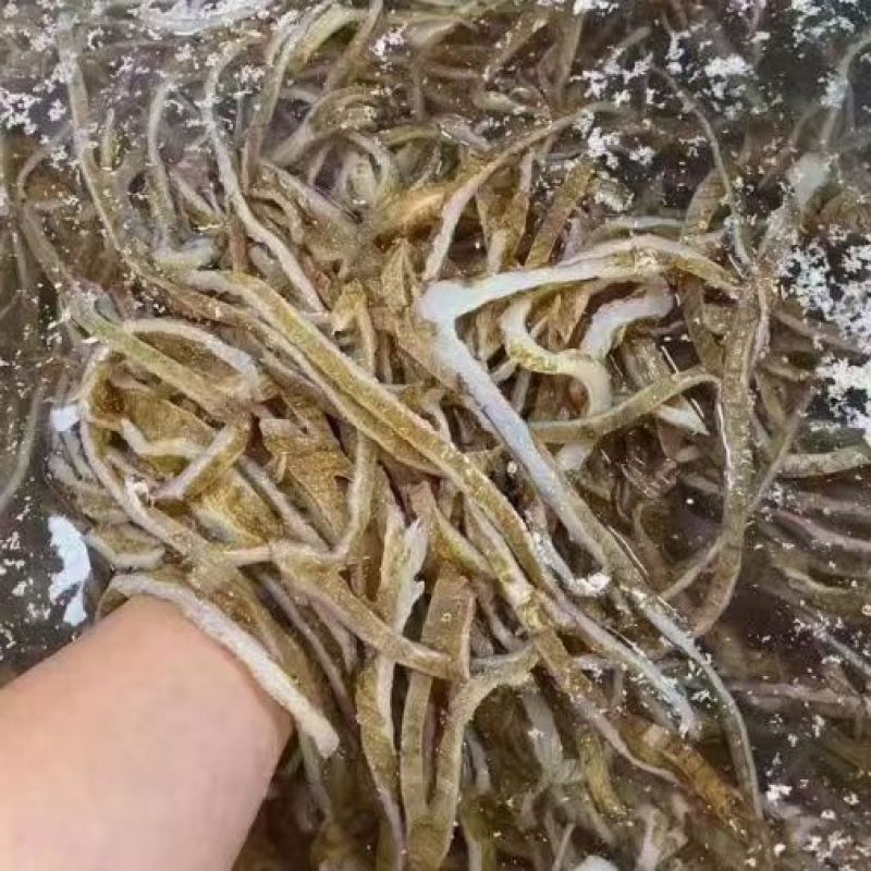 毛肚黑底板丝黑牛肚火锅冒菜串串底板