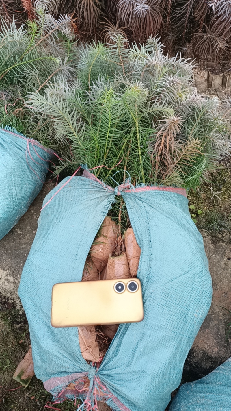 杉木杯苗，杉木裸根苗，20-70高，自产自销，价格优惠