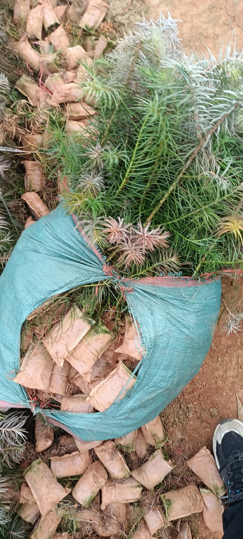 杉木杯苗，杉木裸根苗，20-70高，自产自销，价格优惠