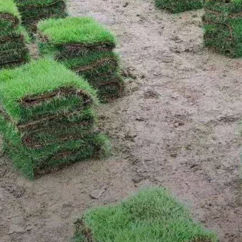 湖南农户自铲自销马尼拉草卷，草及