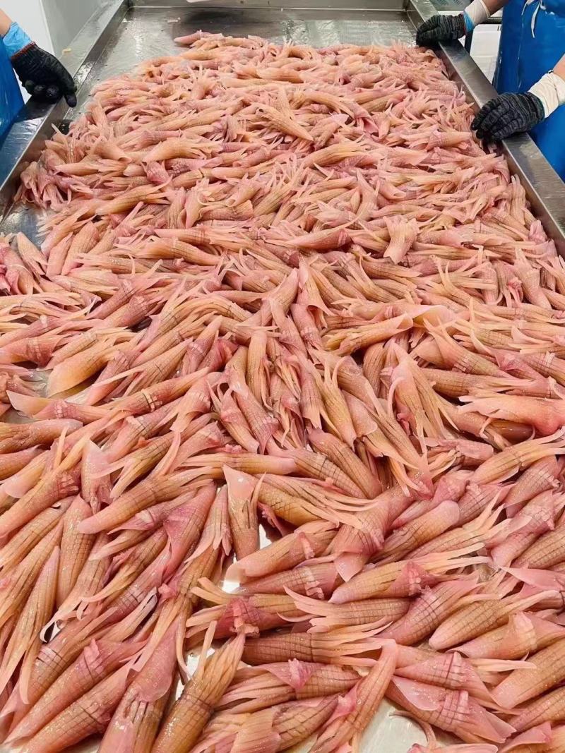 火箭鱿鱼商用火锅冒菜串串生鲜食材水发