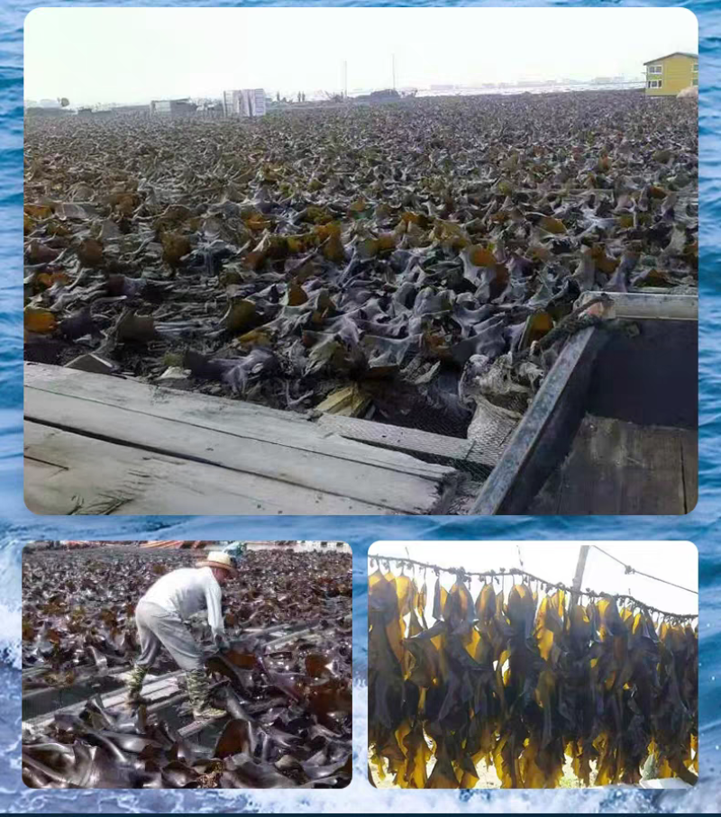 牛肉面专用干海带丝球霞浦商用特细丝无沙无盐凉拌菜