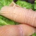 水发鱿鱼花生鲜冒菜火锅食材/量大价优/一手货源