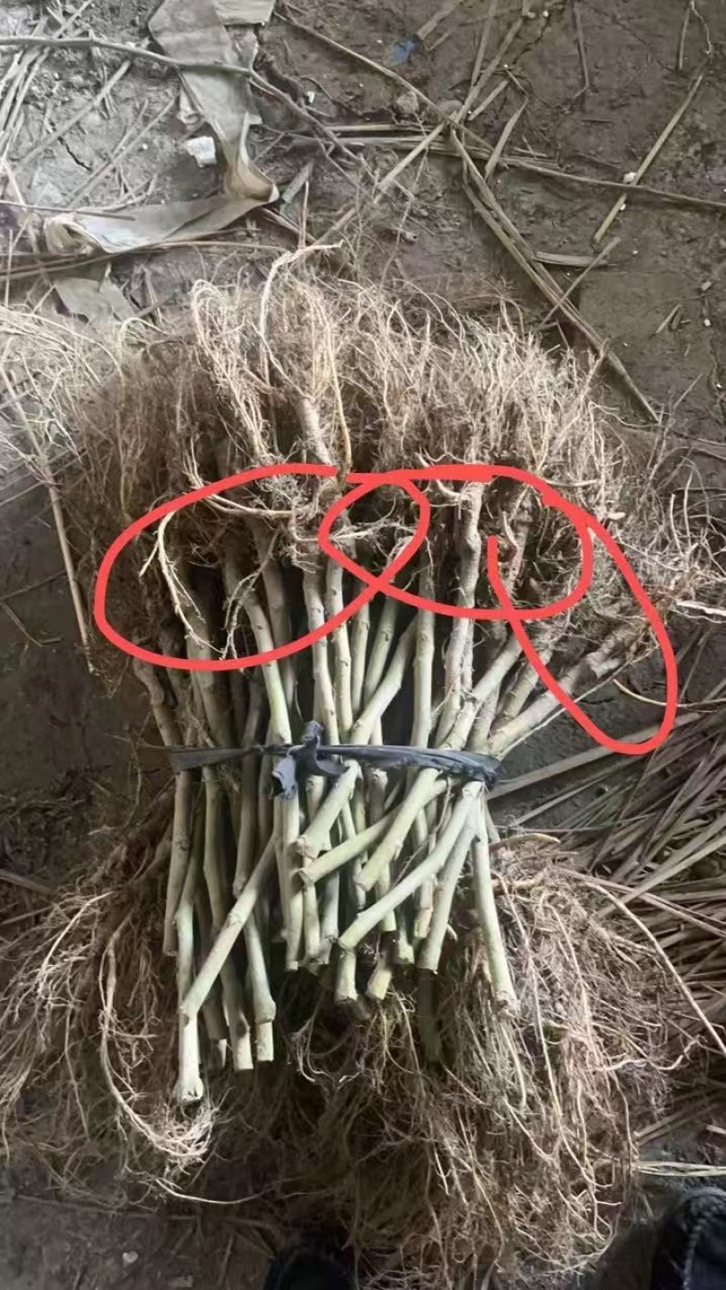 强桑一号嫁接苗，农桑14号，强5，蛋白桑各种果桑