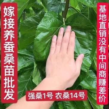 强桑一号嫁接苗，农桑14号，强5，蛋白桑各种果桑
