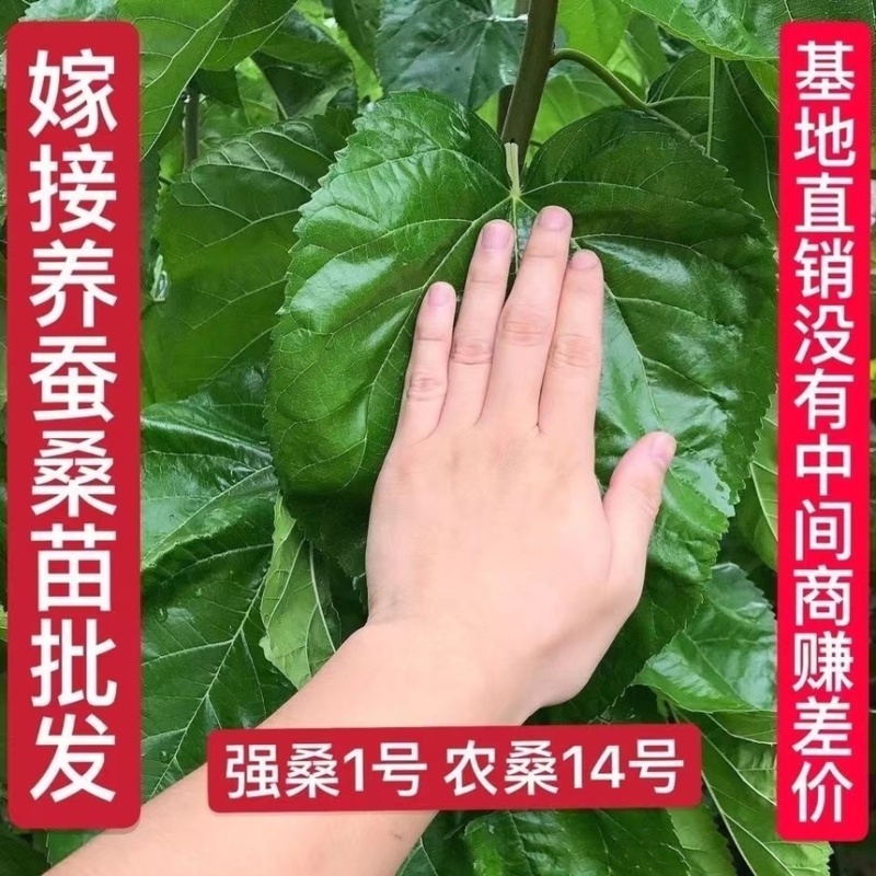 强桑一号嫁接苗，农桑14号，强5，蛋白桑各种果桑