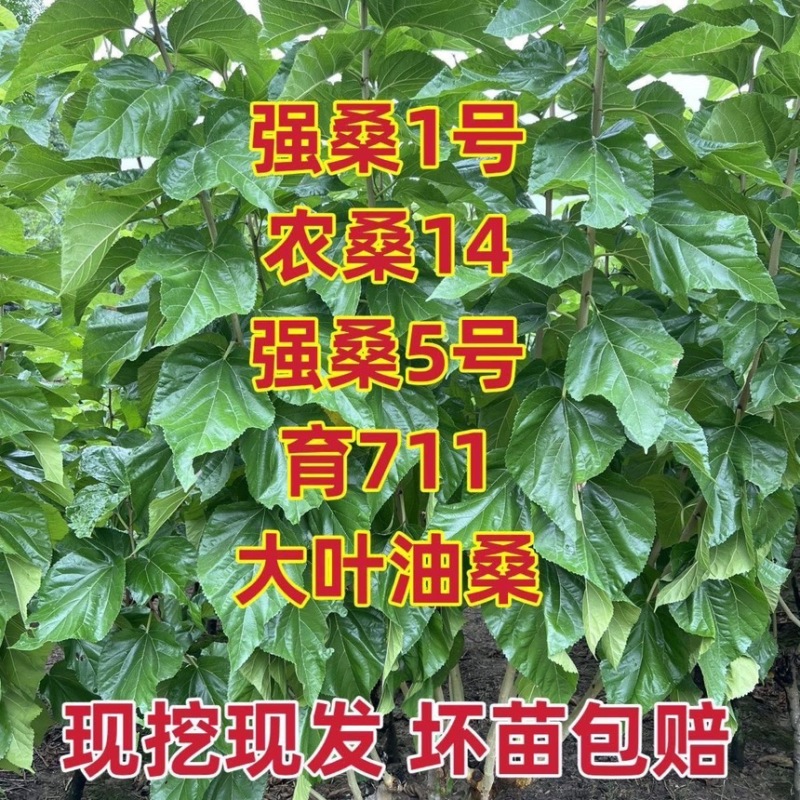 强桑一号嫁接苗，农桑14号，强5，蛋白桑各种果桑