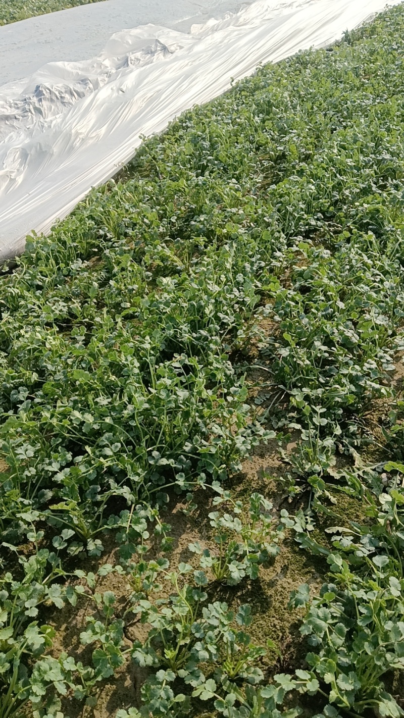 香菜绿地香菜