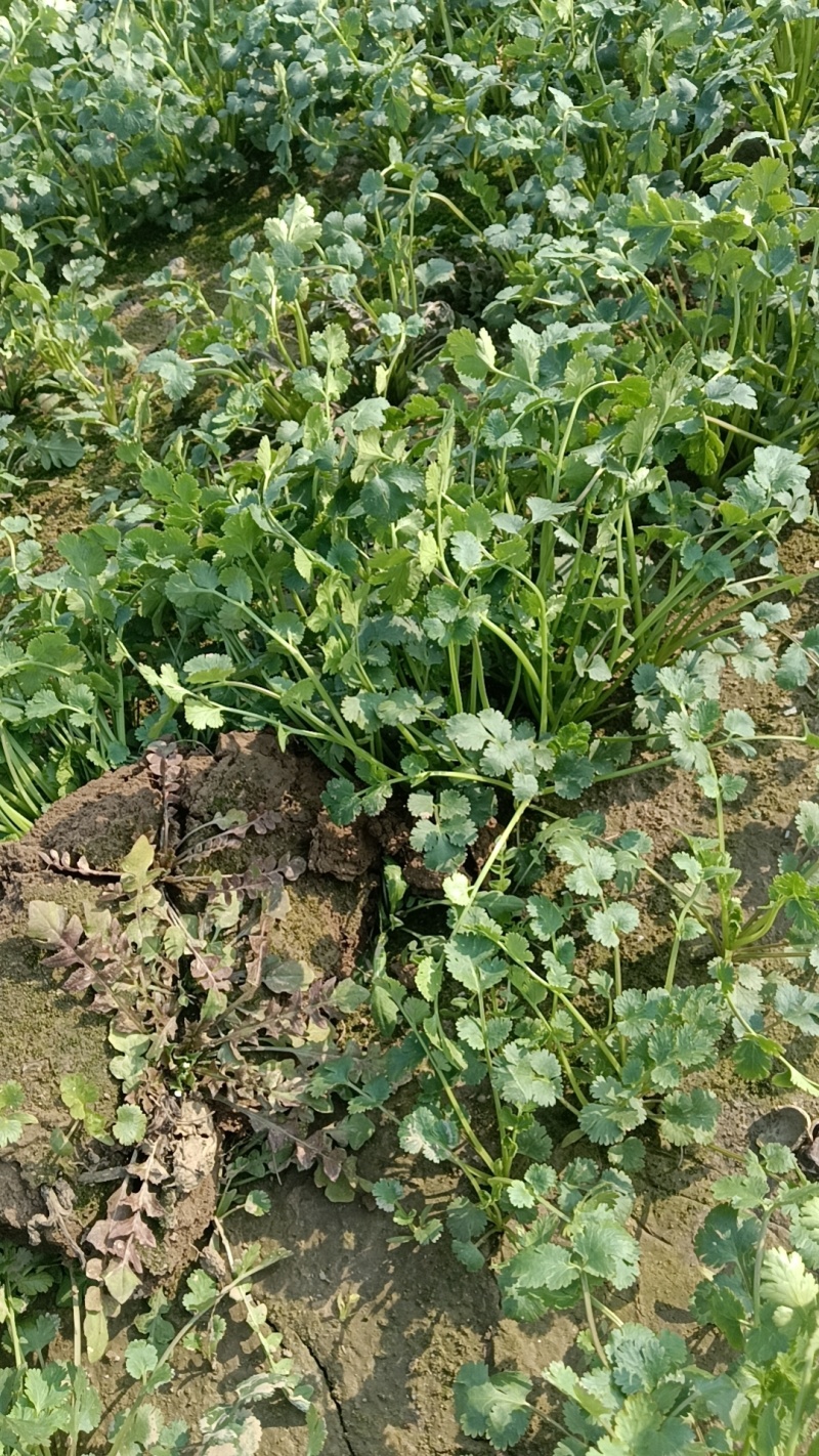 香菜绿地香菜