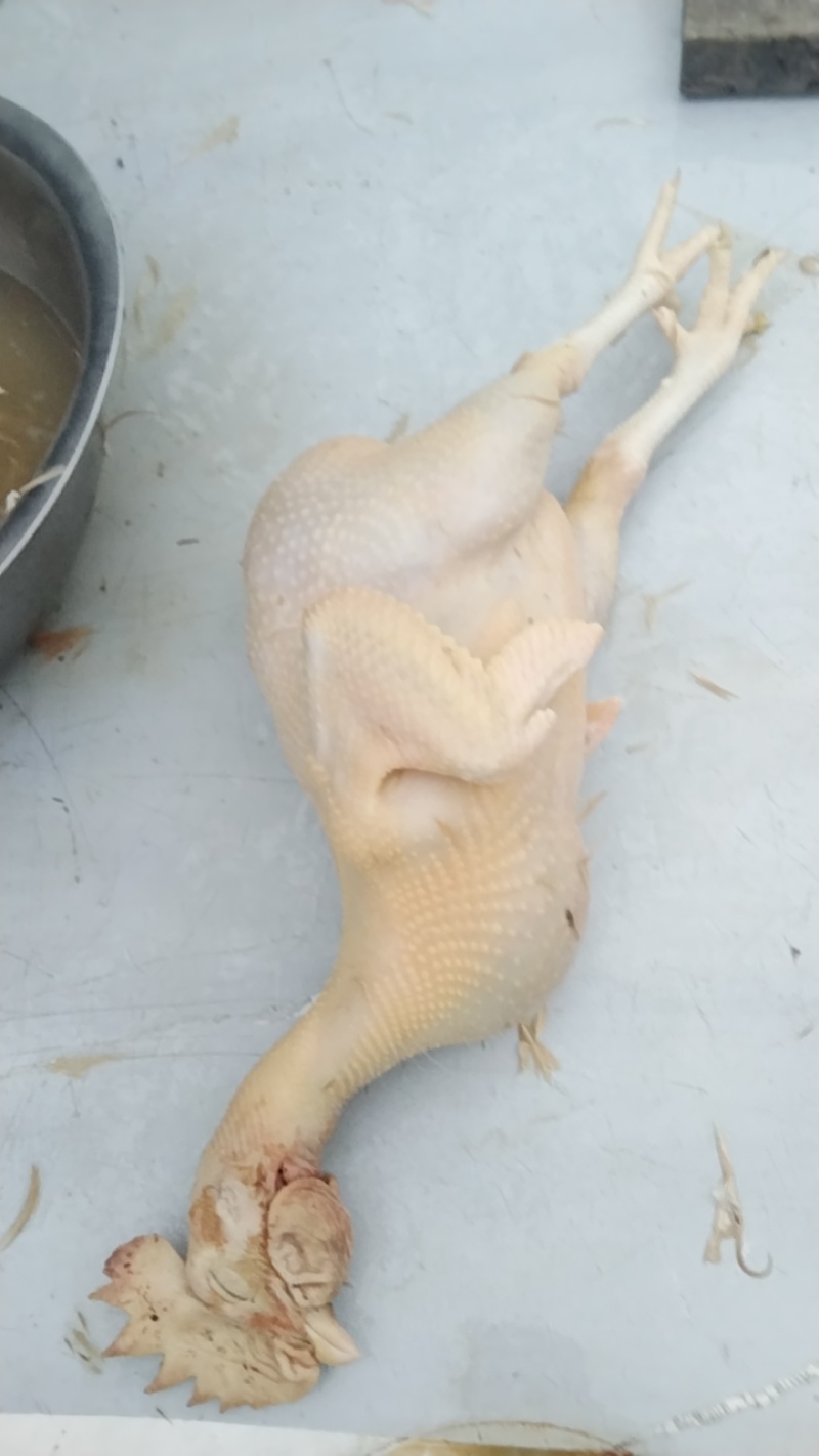 正宗散养三黄走地鸡