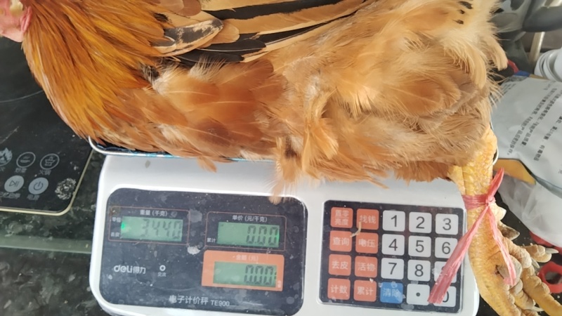 正宗散养三黄走地鸡