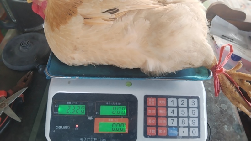 正宗散养三黄走地鸡
