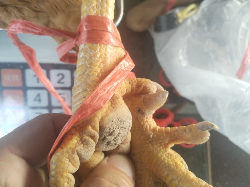正宗散养三黄走地鸡
