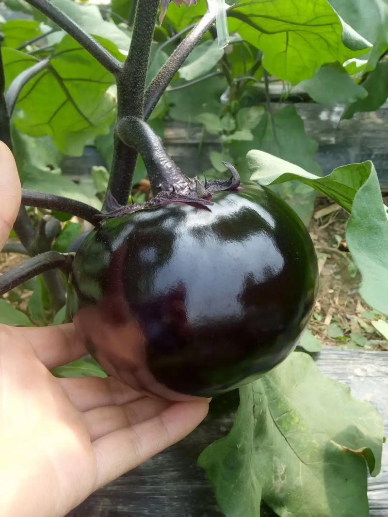 紫光圆茄，果型好，货源稳定，寿光产地直发