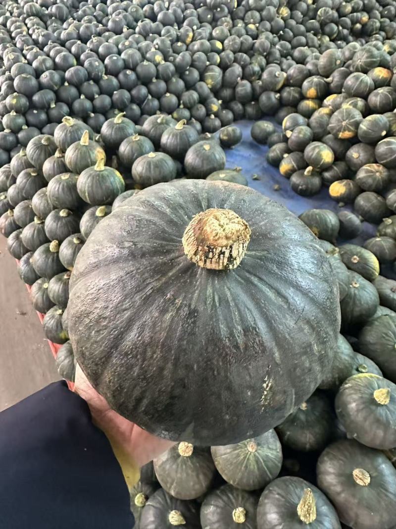 板栗南瓜，又老又粉又甜，各种规格都有，