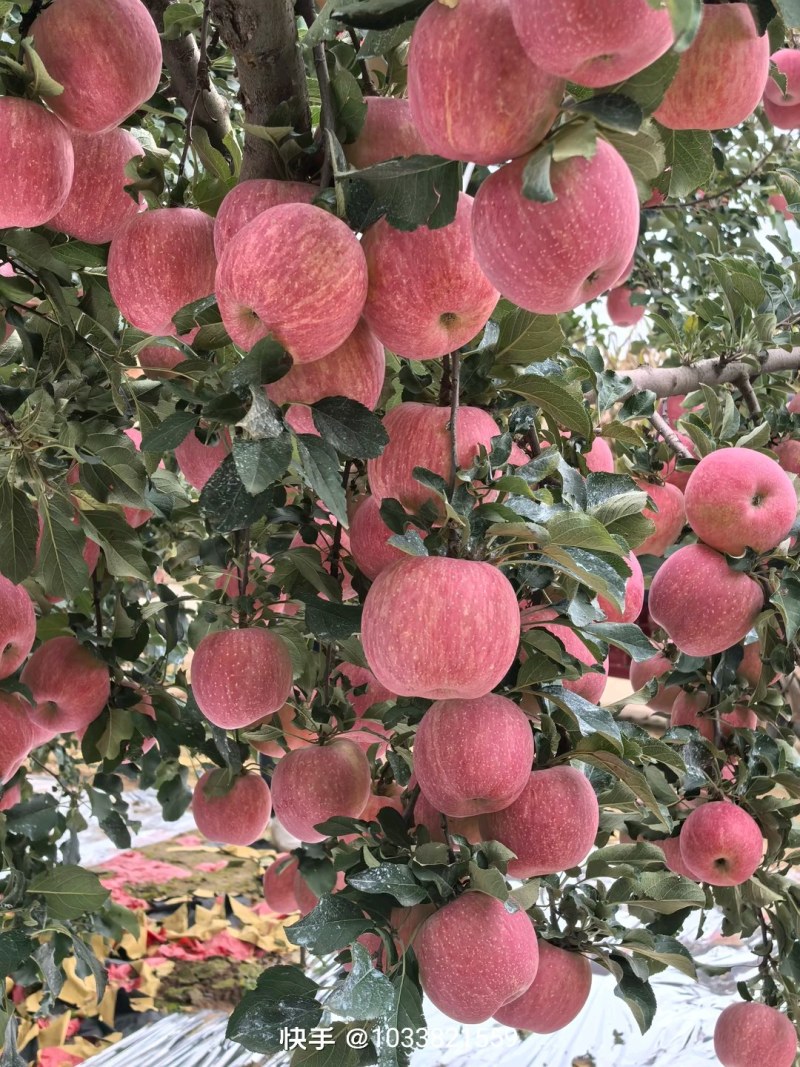 晚熟富土