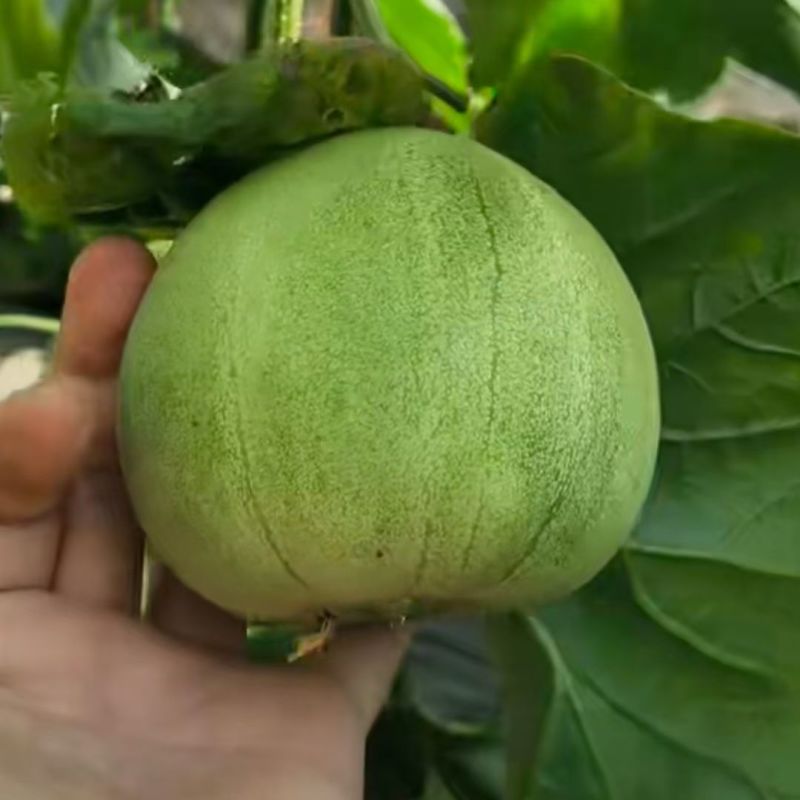 豫甜翠玉早熟杂交薄皮甜瓜种子绿宝石白沙蜜甜香瓜种子