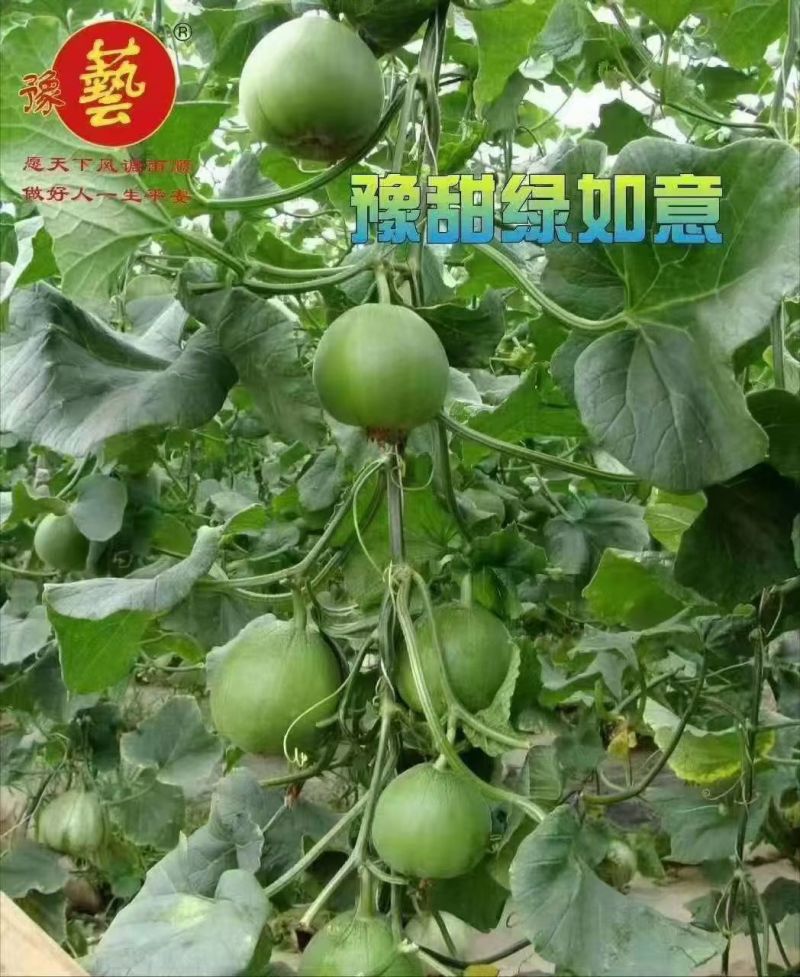 豫甜绿如意绿宝甜瓜种子口感好薄皮甜脆早熟高产商品性佳