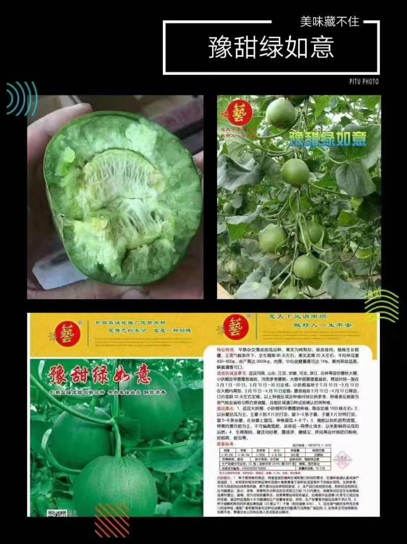 豫甜绿如意绿宝甜瓜种子口感好薄皮甜脆早熟高产商品性佳