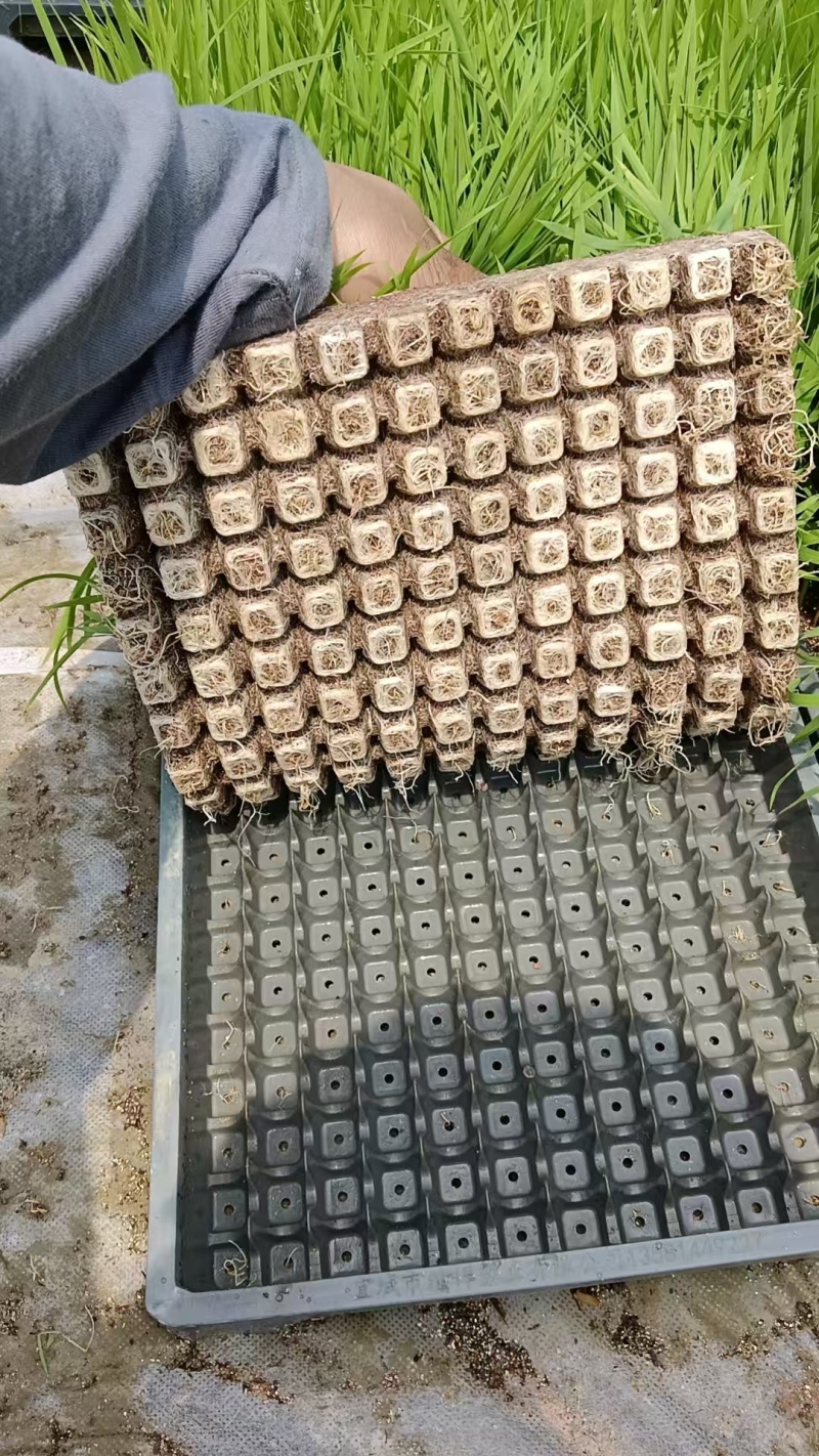 水稻砵体苗，育秧工厂，主营云贵川地区