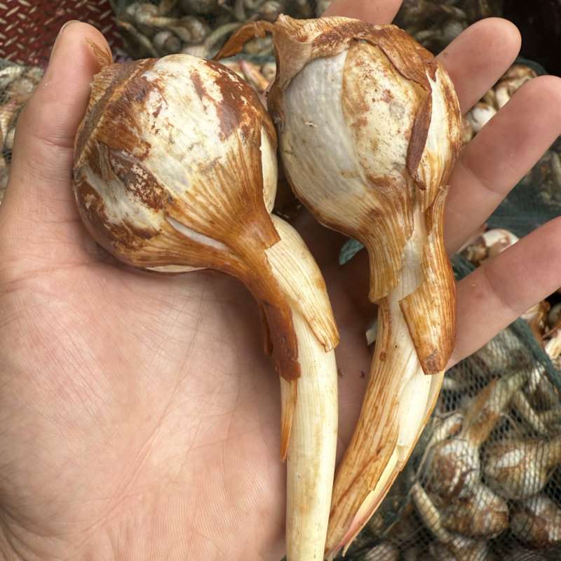 茨菇云南大慈菇中号茨菇小茨菇全年不断货货源稳定发货