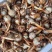 茨菇云南大慈菇中号茨菇小茨菇全年不断货货源稳定发货