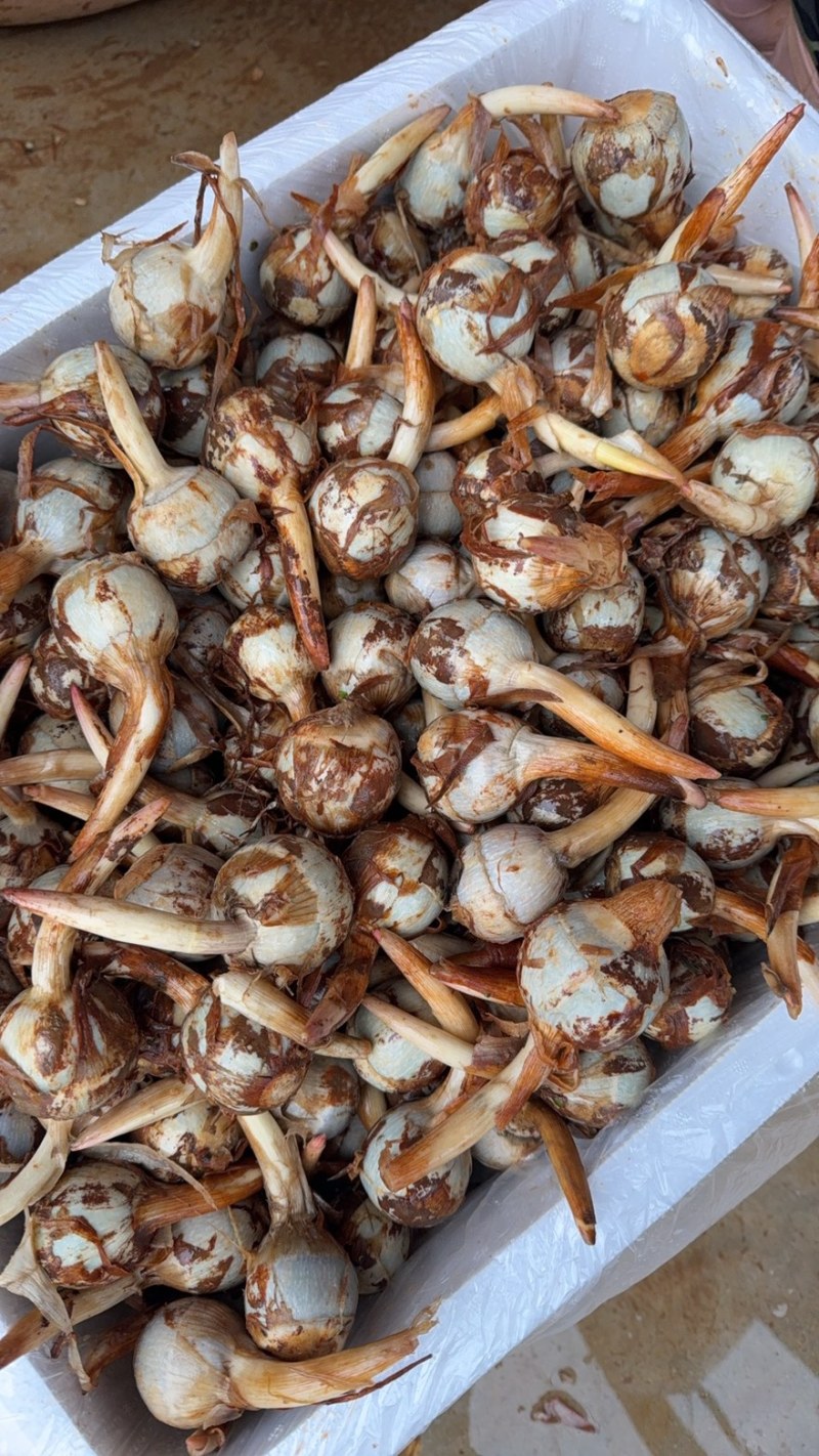 茨菇云南大慈菇中号茨菇小茨菇全年不断货货源稳定发货