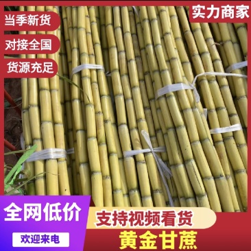 黄皮甘蔗，产地直发，糖分高，汁水足，保质保量，欢迎咨询采购