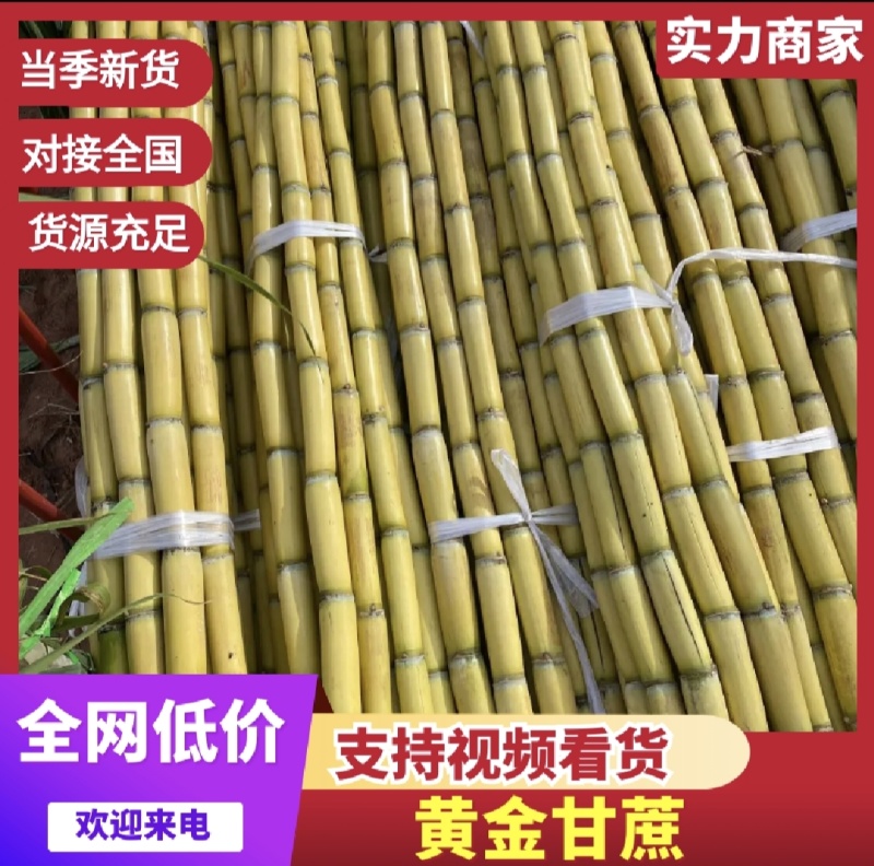 黄皮甘蔗，产地直发，糖分高，汁水足，保质保量，欢迎咨询采购