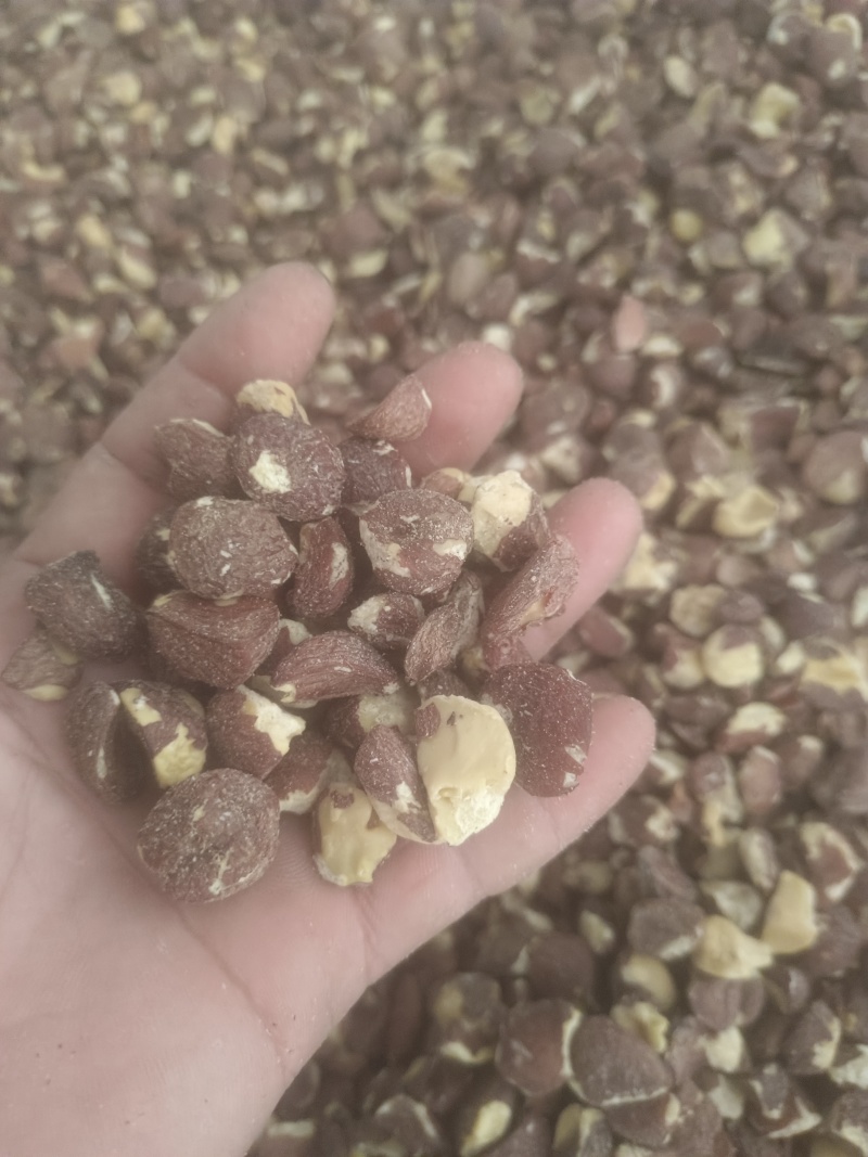 广西茶籽仁干茶籽小籽茶油脱壳油茶果籽老品种茶籽