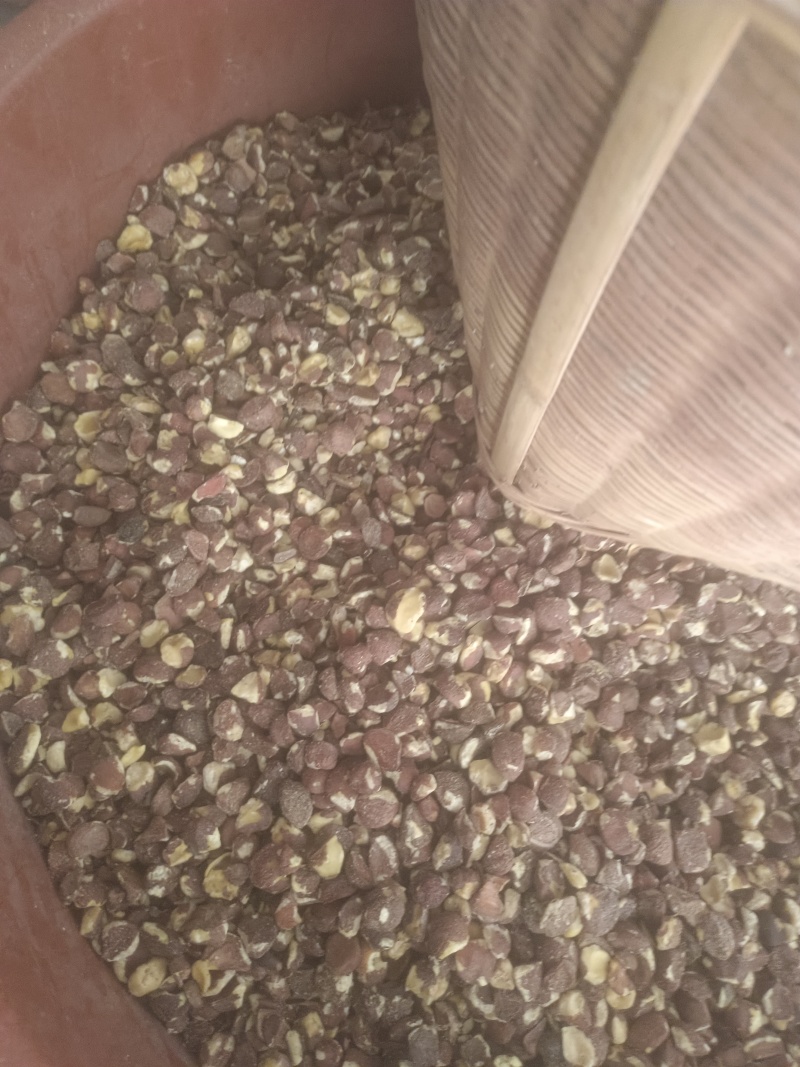 广西茶籽仁干茶籽小籽茶油脱壳油茶果籽老品种茶籽