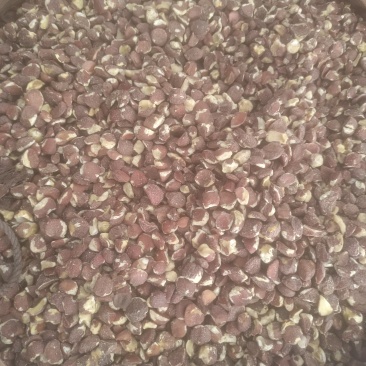 广西茶籽仁干茶籽小籽茶油脱壳油茶果籽老品种茶籽