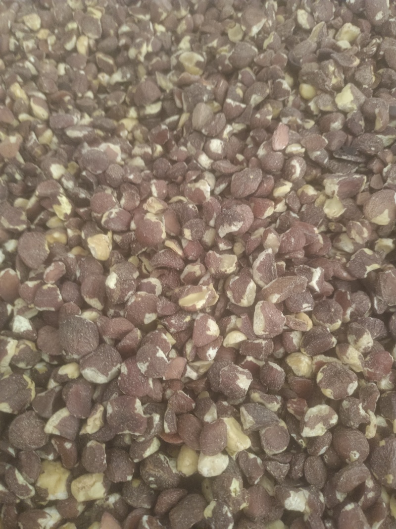 广西茶籽仁干茶籽小籽茶油脱壳油茶果籽老品种茶籽