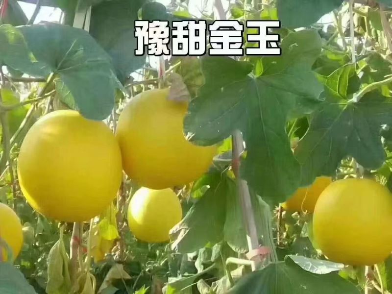 豫甜金玉新甜黄皮白肉甜瓜种子香瓜种籽礼品香瓜种子