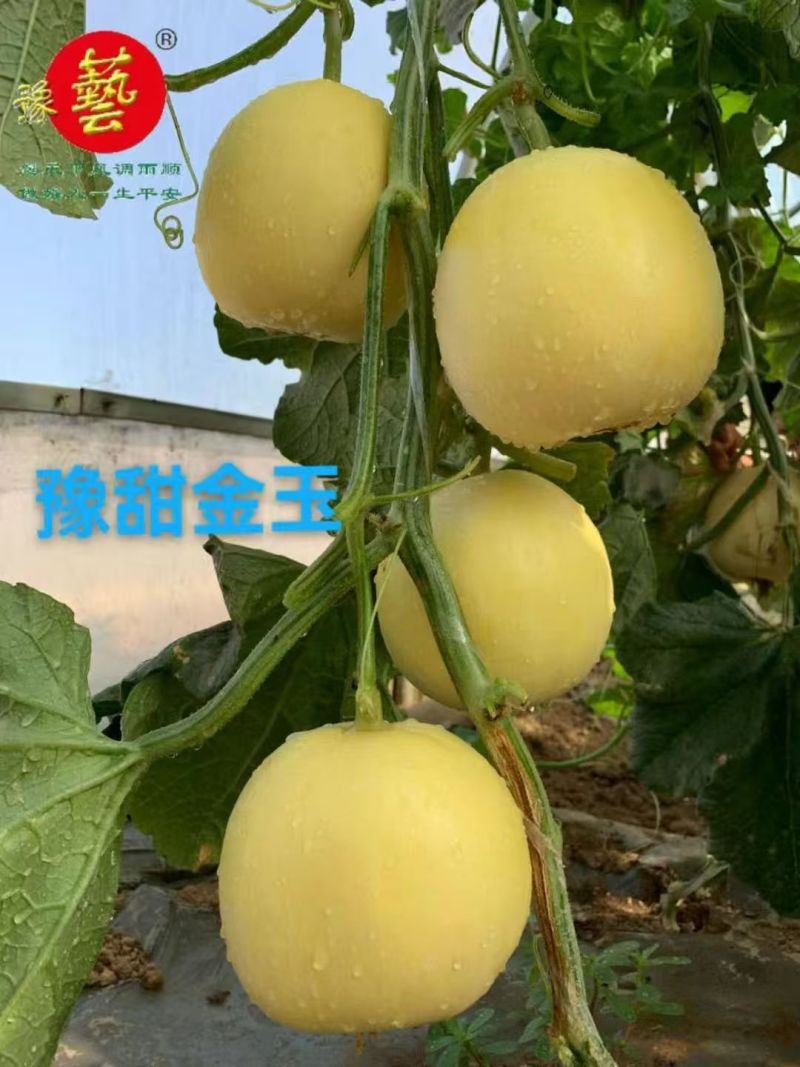 豫甜金玉新甜黄皮白肉甜瓜种子香瓜种籽礼品香瓜种子