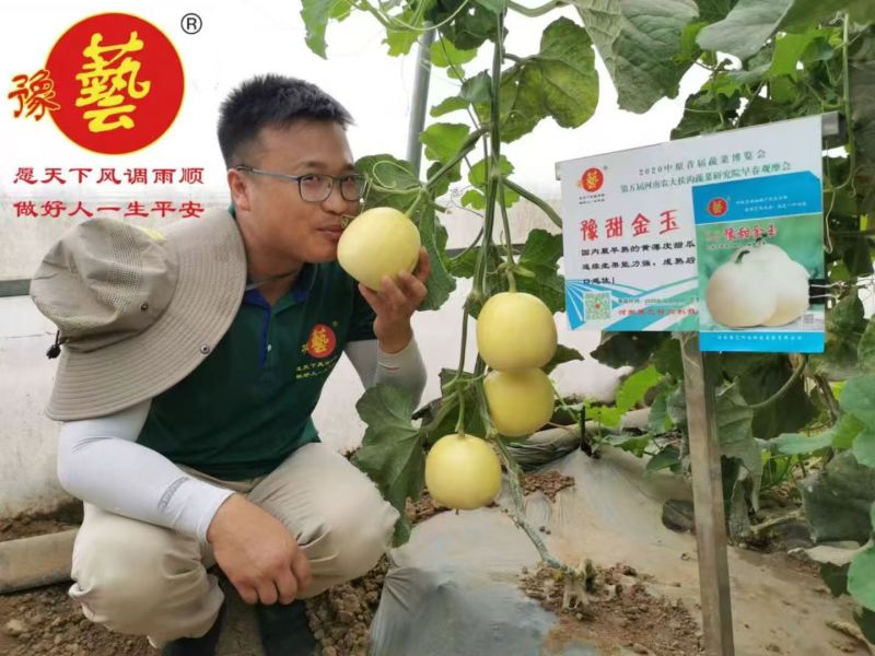 豫甜金玉新甜黄皮白肉甜瓜种子香瓜种籽礼品香瓜种子