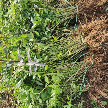 连翘小苗金钟花东北连翘80厘米长产地江苏绿化苗木基地