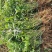 连翘小苗金钟花东北连翘80厘米长产地江苏绿化苗木基地