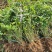 连翘小苗金钟花东北连翘80厘米长产地江苏绿化苗木基地