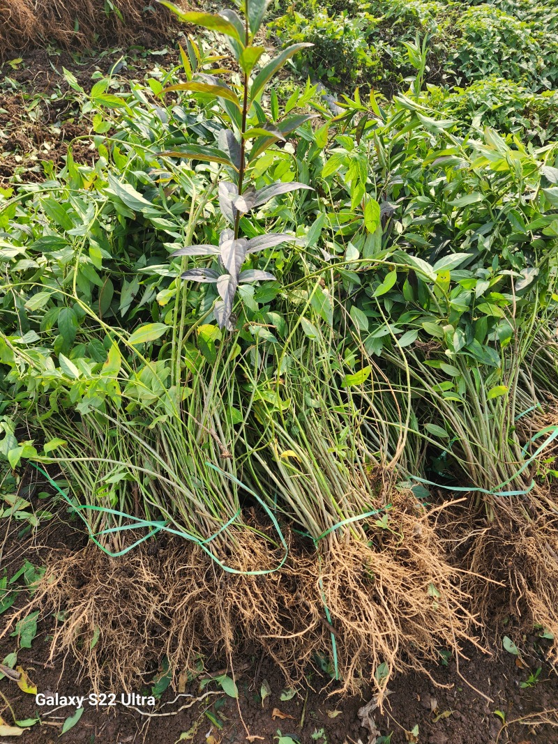 连翘小苗金钟花东北连翘80厘米长产地江苏绿化苗木基地