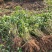 连翘小苗金钟花东北连翘80厘米长产地江苏绿化苗木基地