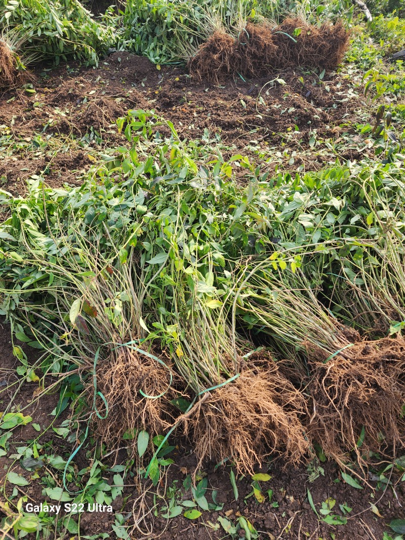 连翘小苗金钟花东北连翘80厘米长产地江苏绿化苗木基地