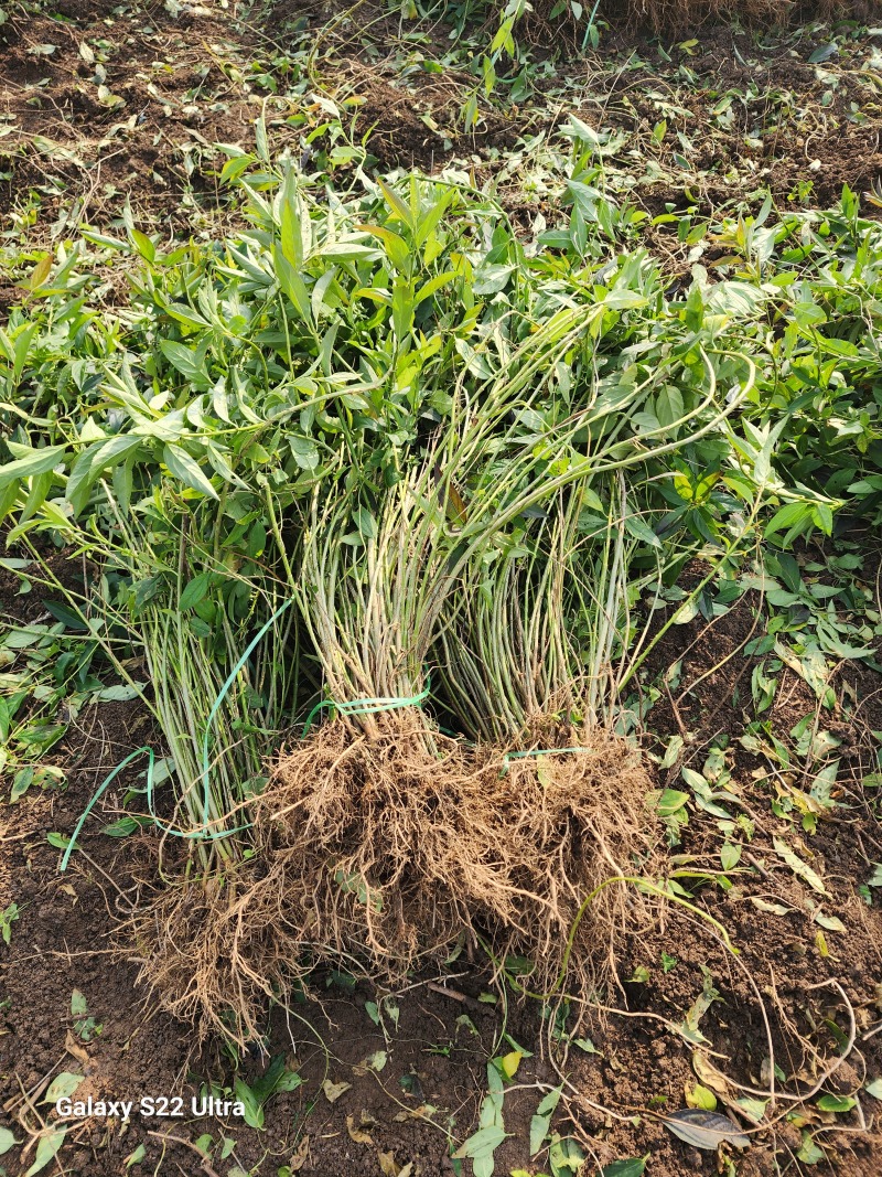 连翘小苗金钟花东北连翘80厘米长产地江苏绿化苗木基地