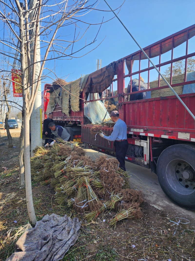 连翘小苗金钟花东北连翘80厘米长产地江苏绿化苗木基地