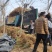 连翘小苗金钟花东北连翘80厘米长产地江苏绿化苗木基地