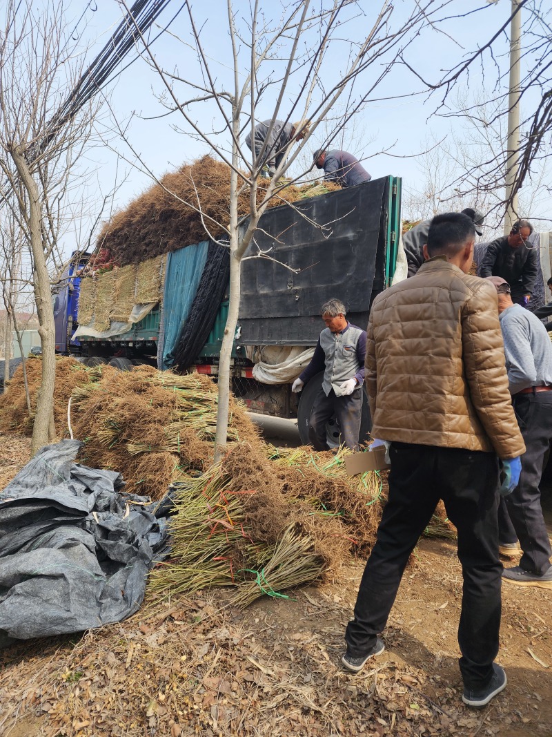 连翘小苗金钟花东北连翘80厘米长产地江苏绿化苗木基地