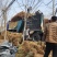 连翘小苗金钟花东北连翘80厘米长产地江苏绿化苗木基地