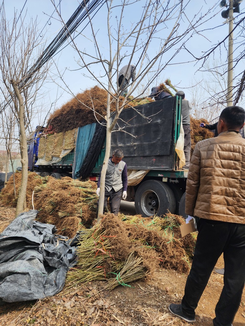 连翘小苗金钟花东北连翘80厘米长产地江苏绿化苗木基地